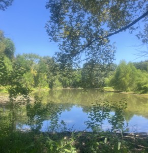 Pond and trees
